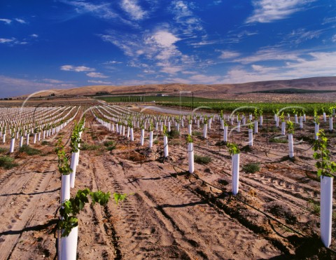 Young Sangiovese vines protected by grow tubes Kiona Vineyards Benton City Washington USA Red Mountain AVA