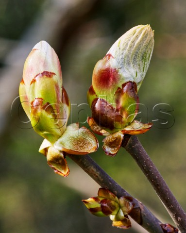 Horse Chestnut buds bursting in spring Hurst Meadows West Molesey Surrey England