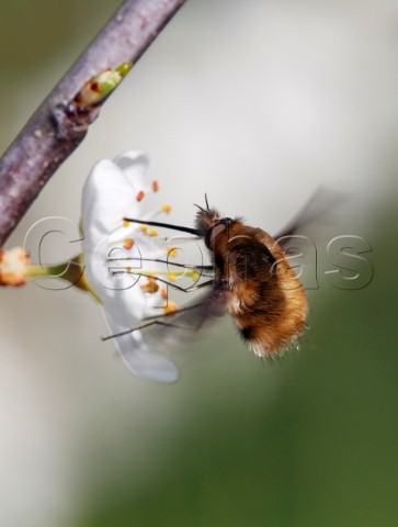 Large Beefly feeding on blackthorn flower Hurst Meadows West Molesey Surrey England