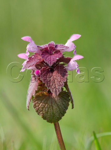Red DeadNettle flowering in spring Hurst Meadows West Molesey Surrey England