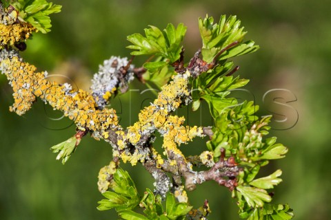 Spring leaves on an old lichencovered Hawthorn tree  Hurst Meadows West Molesey Surrey England