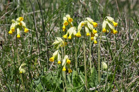 Cowslips growing on the chalk grassland of Denbies Hillside Ranmore Common Surrey England