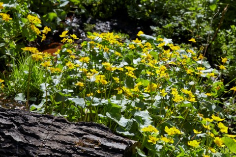 Marsh Marigold is abundant in the marshy areas of The Ledges by the River Mole West End Common Esher Surrey England