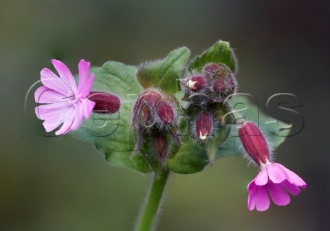 Red Campion West End Common Esher Surrey England