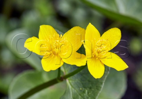 Marsh Marigold on the Ledges by the River Mole West End Common Esher Surrey England