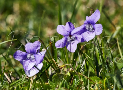 Hairy Violets in flower Denbies Hillside Ranmore Common Surrey England