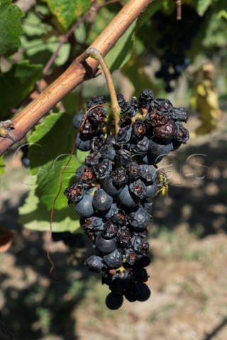 Petit Verdot grapes damaged by wasps  Colchagua Valley Chile