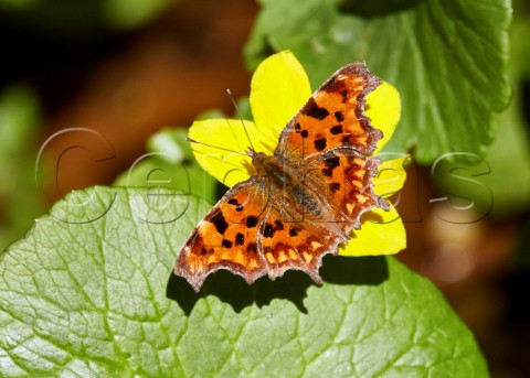 Comma butterfly on Marsh Marigold West End Common Esher Surrey England