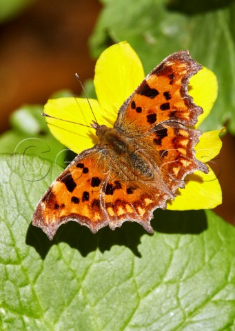 Comma butterfly on Marsh Marigold West End Common Esher Surrey England
