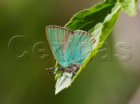 Green Hairstreak butterfly Denbies Hillside Ranmore Common Surrey England