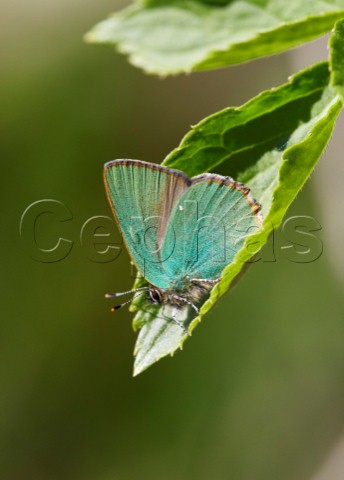 Green Hairstreak butterfly Denbies Hillside Ranmore Common Surrey England