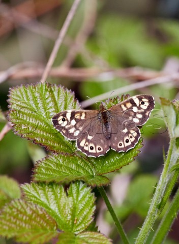 Speckled Wood butterfly resting on bramble Bookham Common Surrey England
