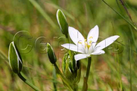 StarofBethlehem flower Hurst Meadows West Molesey Surrey England