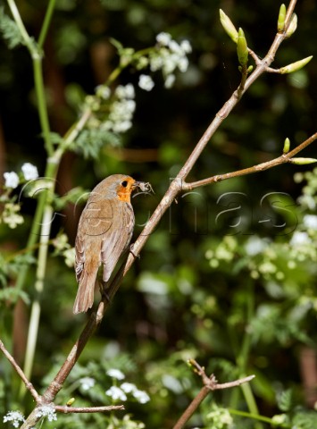 Robin with spider in its beak  Hurst Meadows West Molesey Surrey England