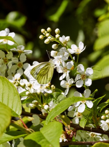 Greenveined White butterfly feeding on Bird Cherry flowers  Hurst Meadows West Molesey Surrey England