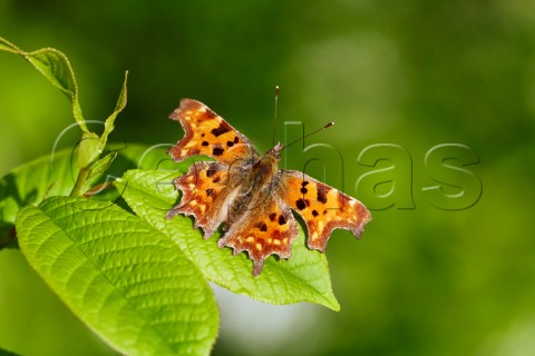 Comma butterfly resting on a leaf  Hurst Meadows West Molesey Surrey England