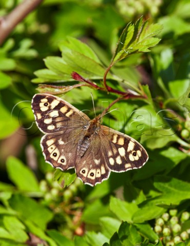 Speckled Wood butterfly resting on a hawthorn leaf Hurst Meadows West Molesey Surrey England