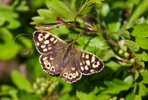 Speckled Wood butterfly resting on a hawthorn leaf Hurst Meadows West Molesey Surrey England