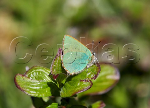 Green Hairstreak butterfly Sheepleas East Horsley Surrey England