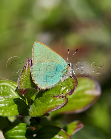 Green Hairstreak butterfly Sheepleas East Horsley Surrey England