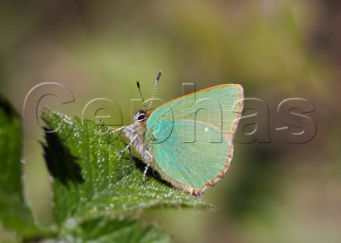 Green Hairstreak butterfly Sheepleas East Horsley Surrey England