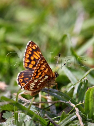 Duke of Burgundy butterfly male Noar Hill Nature Reserve Selborne Hampshire England