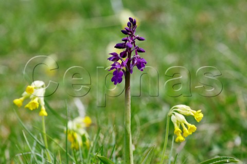Earlypurple Orchid and cowslips Noar Hill Nature Reserve Selborne Hampshire England