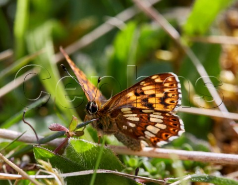 Duke of Burgundy butterfly Noar Hill Nature Reserve Selborne Hampshire England