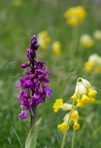 Earlypurple Orchid and cowslips Noar Hill Nature Reserve Selborne Hampshire England