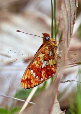 PearlBordered Fritillary male  Rewell Wood Arundel Sussex England