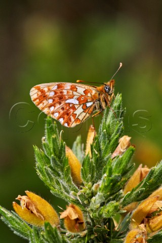 PearlBordered Fritillary female on gorse  Rewell Wood Arundel Sussex England