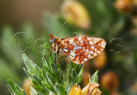 PearlBordered Fritillary female on gorse  Rewell Wood Arundel Sussex England