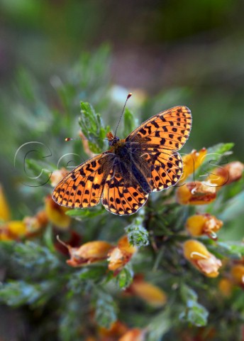 PearlBordered Fritillary female on gorse  Rewell Wood Arundel Sussex England