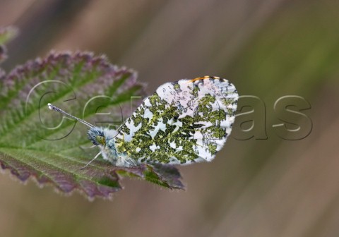 Orangetip butterfly male at rest on leaf  Heyshott Escarpment Sussex England