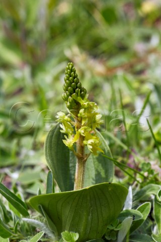 Common Twayblade Howell Hill Nature Reserve Ewell Surrey England