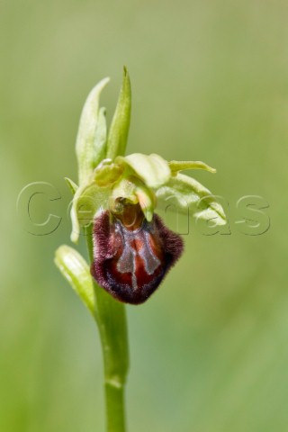 Early Spider Orchid Ophrys sphegodes  Howell Hill Nature Reserve Ewell Surrey England