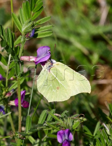 Brimstone butterfly male nectaring on vetch Howell Hill Nature Reserve Ewell Surrey England