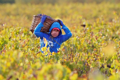 Picker carrying a basket of Pais grapes in vineyard of Lomo de Cauquenes Maule Valley Chile