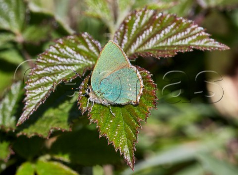 Green Hairstreak on bramble leaf Fairmile Common Esher Surrey England