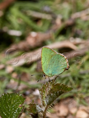 Green Hairstreak on bramble leaf Fairmile Common Esher Surrey England