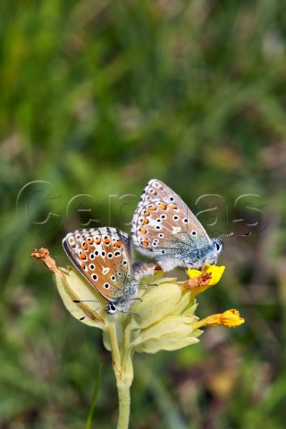 Adonis Blue butterflies mating on a cowslip Box Hill Dorking Surrey England