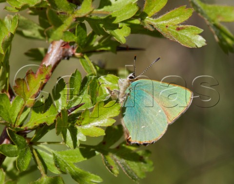 Green Hairstreak on hawthorn Cotley Hill Heytesbury Wiltshire England