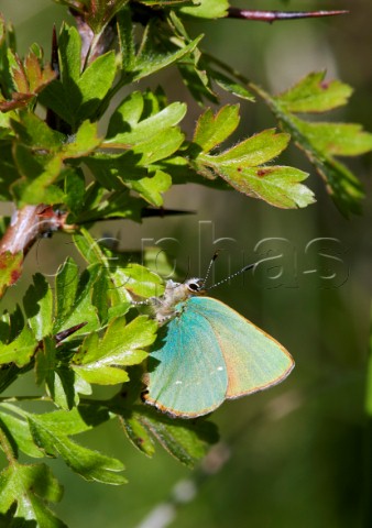 Green Hairstreak on hawthorn Cotley Hill Heytesbury Wiltshire England