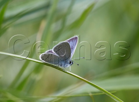 Small Blue resting on grass Cotley Hill Heytesbury Wiltshire England
