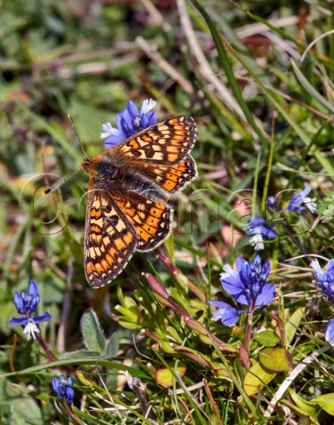 Marsh Fritillary on Chalk Milkwort Heytesbury Wiltshire England