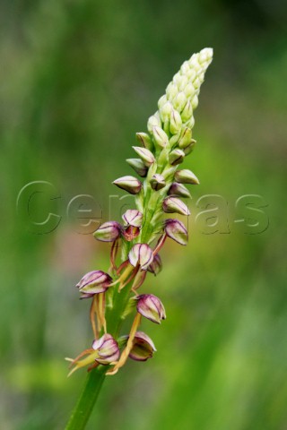 Man Orchid Aceras anthropophorum Howell Hill Nature Reserve Ewell Surrey England