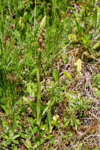 Man Orchid Aceras anthropophorum Howell Hill Nature Reserve Ewell Surrey England