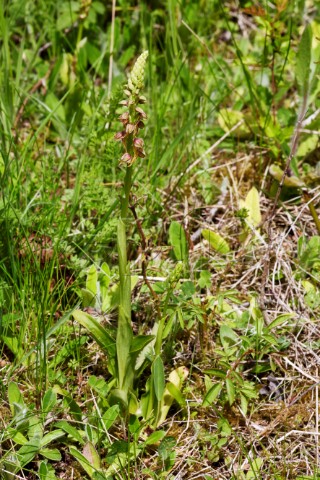 Man Orchid Aceras anthropophorum Howell Hill Nature Reserve Ewell Surrey England