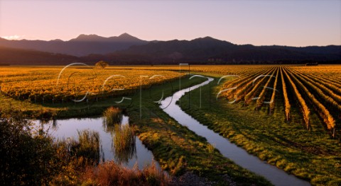 Autumnal Sauvignon Blanc vineyards of Oyster Bay in the Wairau Valley with Gibsons Creek and the Richmond Ranges in distance  Marlborough New Zealand