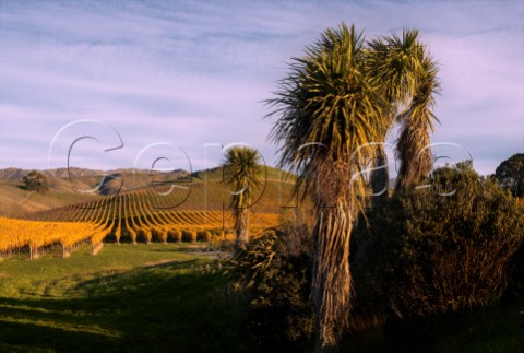 Yarrum Vineyard on the ridge between the Ben Morven and Brancott Valleys a source of grapes for Greywacke Sauvignon Blanc and Wild Sauvignon The Cabbage Trees Cordyline australis are native to NZ  Marlborough New Zealand